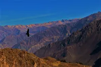 Galería Trekking Cañón del Colca: Chimpa y Achachihua (PRIVADO) 1