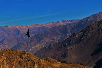 Trekking Cañón del Colca: Sangalle (GRUPAL - 3 días)