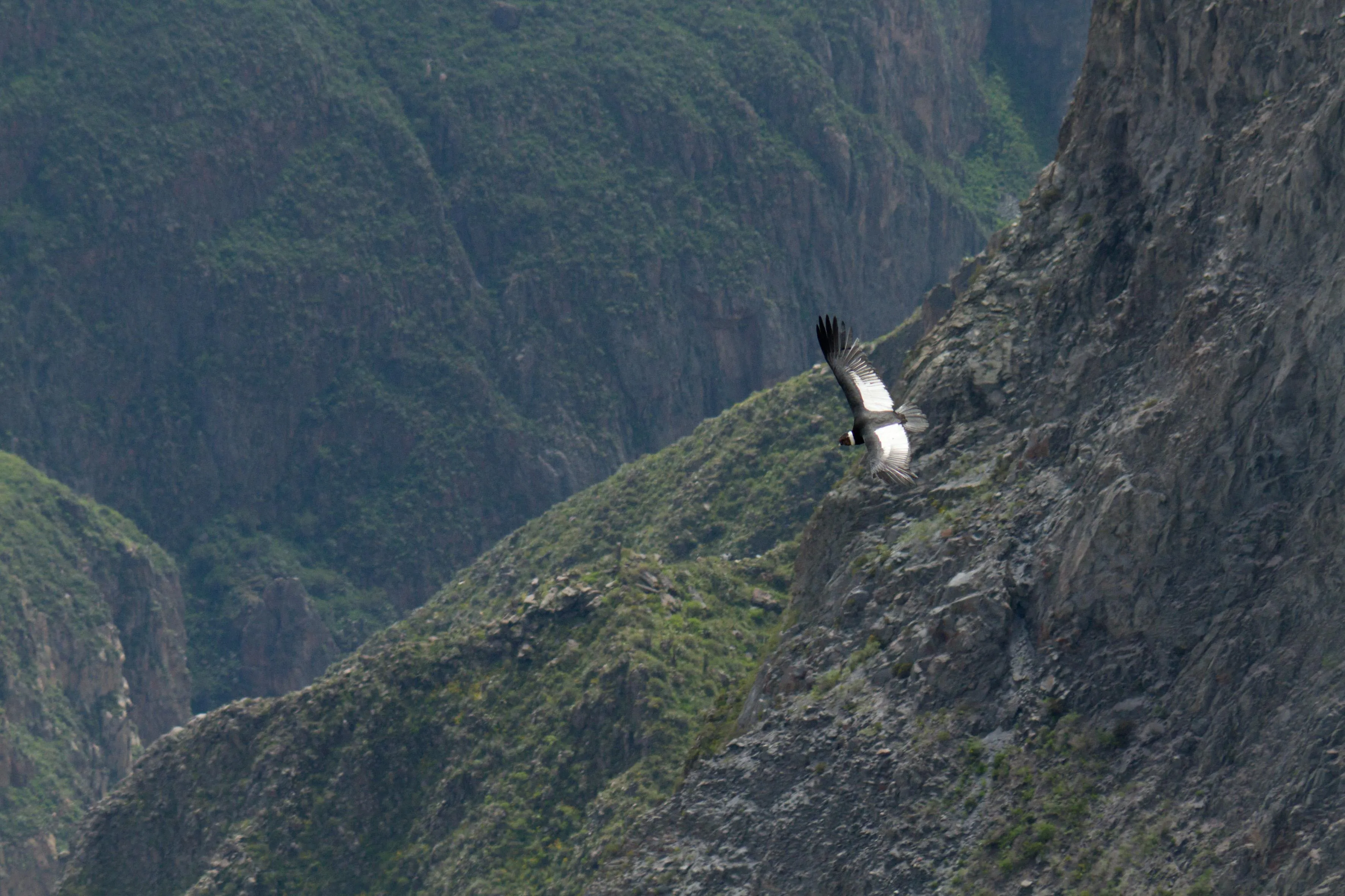 Trekking Cañón del Colca: Sangalle (PRIVADO - 2 días)